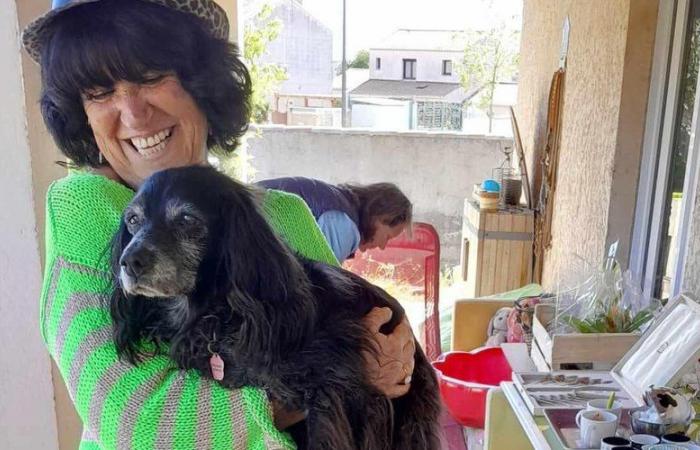 Uzy, questo spaniel bretone adottato dalla SPA che compie 23 anni vicino a Montpellier