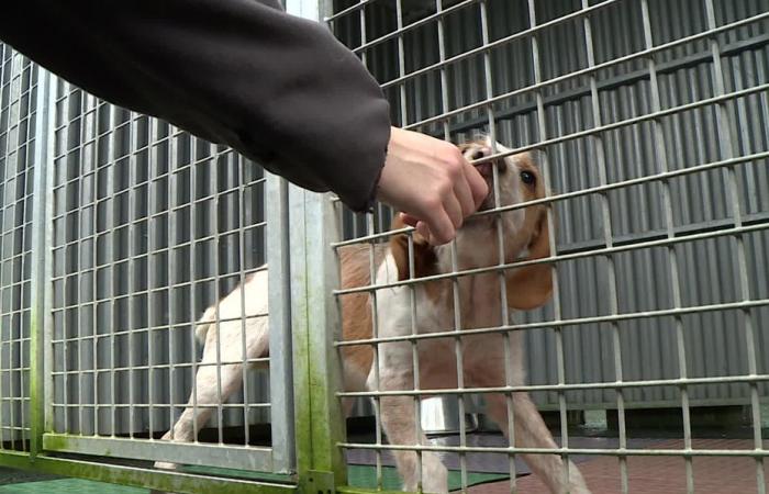 sull'orlo della bancarotta, questo rifugio SPA viene salvato grazie alle donazioni