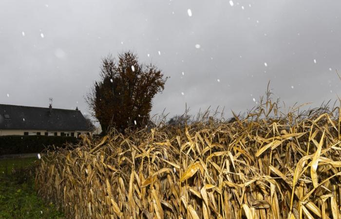 La disperazione si diffonde tra gli agricoltori e la rabbia cresce