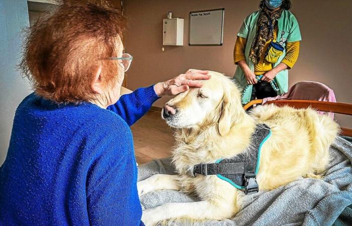 Match, il cane che porta sorrisi agli ospiti della casa di riposo Quintin [Vidéo]