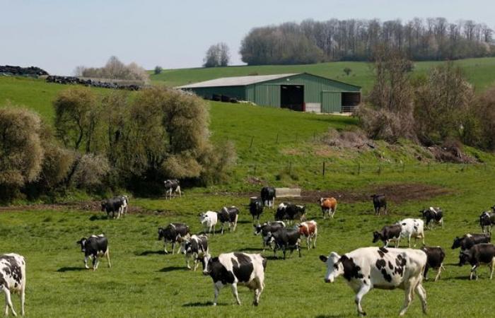 In Francia resiste la raccolta dei latticini