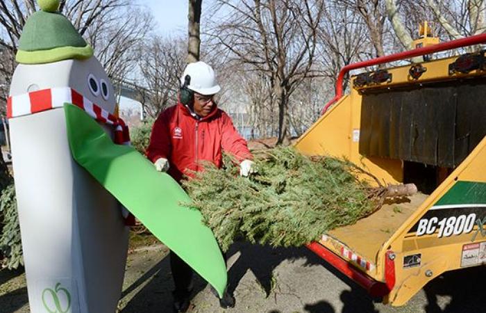 Trasforma il tuo albero delle vacanze in pacciame al Mulchfest 2025 in parchi selezionati del Queens – QNS