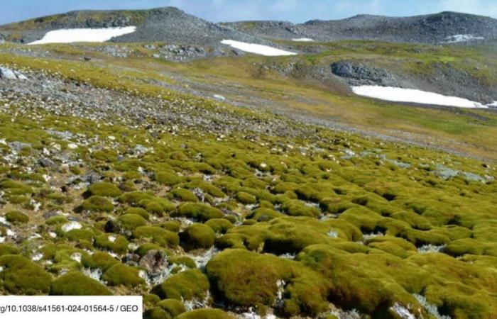 Antartide: la penisola sta diventando più verde a un ritmo allarmante sotto l’effetto del cambiamento climatico