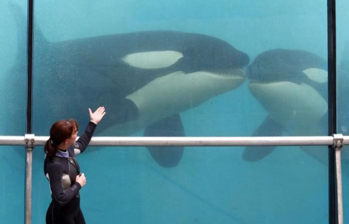 una petizione lanciata contro l'annunciata chiusura di Marineland ad Antibes