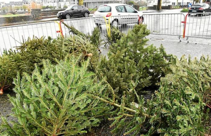 Nella regione di Lorient, cosa fare con i rifiuti dopo le vacanze di fine anno?