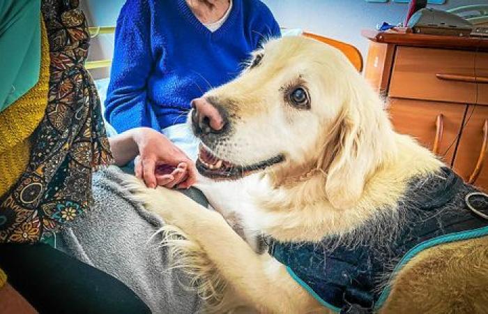 Match, il cane che porta sorrisi agli ospiti della casa di riposo Quintin [Vidéo]