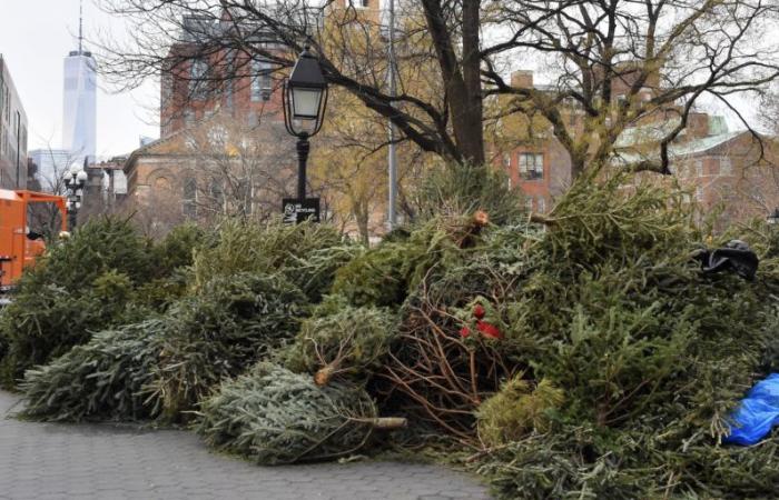 Come smaltire in modo responsabile il tuo albero di Natale nell'Upper West Side