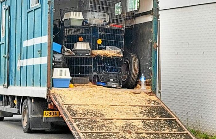 A Saint-Malo, che fine hanno fatto i 150 animali ritrovati in un camion lo scorso maggio?