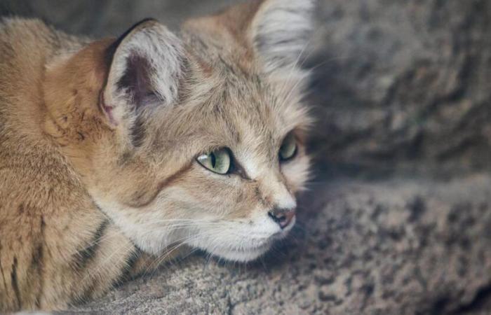 una ventina di felini, tra cui una tigre del Bengala, muoiono di influenza aviaria