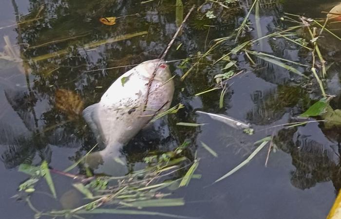 Massacro dei pesci al Lac Bleu di Saint-Laurent-du-Maroni: testimonianze e chiarimenti