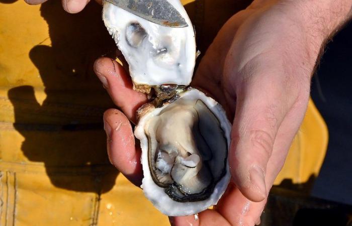 “Un pezzo piccolo, rotondo, duro nel dente”: quasi ingoia una perla mentre mangia un’ostrica e decide di farne un gioiello