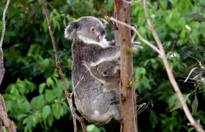 I koala scompariranno a causa di questa malattia a trasmissione sessuale?