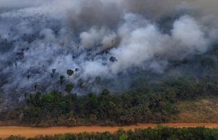 In Brasile, nel 2024, la foresta amazzonica ha registrato un numero record di incendi in 17 anni