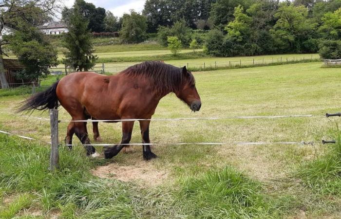 Ma dove è finito Nuage? Lancia un appello disperato per ritrovare il suo cavallo da tiro scomparso dal recinto