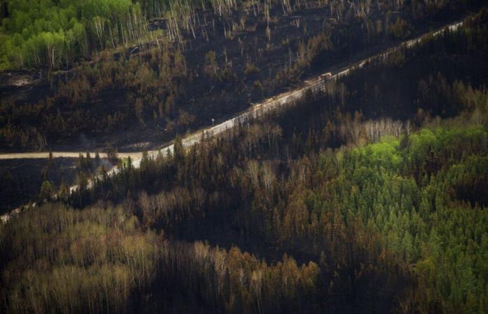 Studio scientifico: foreste più soggette agli incendi di prima