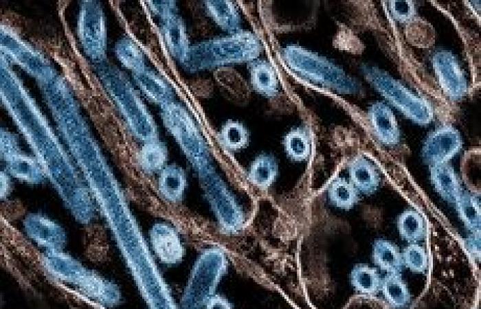 Influenza: l’epidemia si intensifica in Francia, raggiunto un livello “molto alto” tra gli under 15