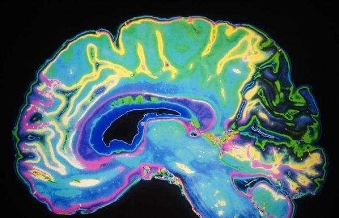 L’antico circuito cerebrale stabilizza lo sguardo durante il movimento nelle prime fasi dello sviluppo