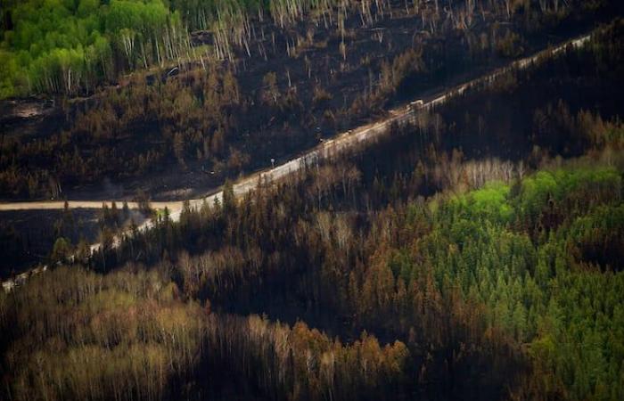 Il clima canadese è sempre più favorevole a gravi incendi boschivi