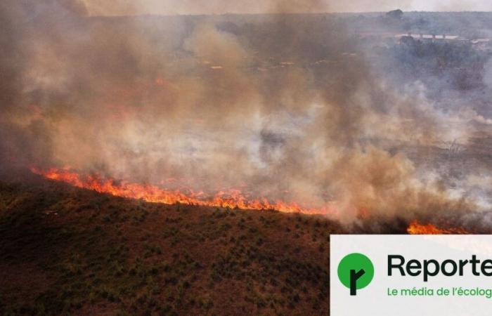 In Amazzonia record storico di incendi boschivi nel 2024