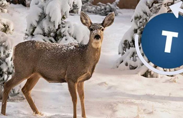 Meteo 16 giorni: forti minime con sorprese di neve fresca