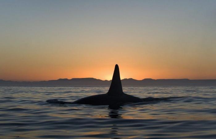 Orca vista trasportare un bambino morto al largo di Seattle, nel Pacifico