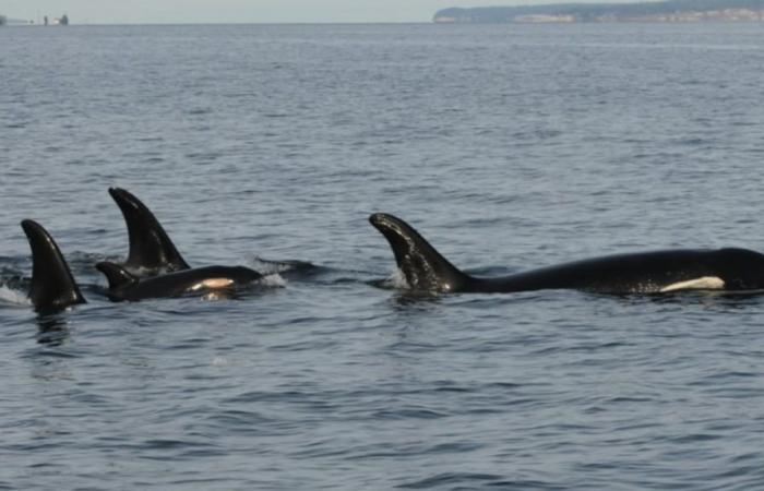 Tahlequah, l’orca che si rifiutò di abbandonare il corpo senza vita del suo vitello, ha perso un altro bambino