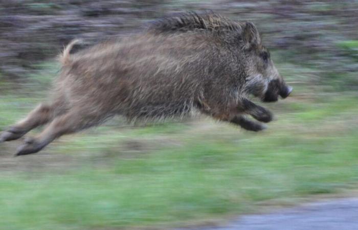 cosa fare in caso di collisione con un cervo o un cinghiale