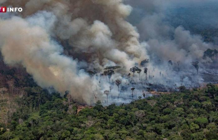 L’Amazzonia brasiliana sta vivendo gli incendi più numerosi degli ultimi 17 anni: cosa significa?