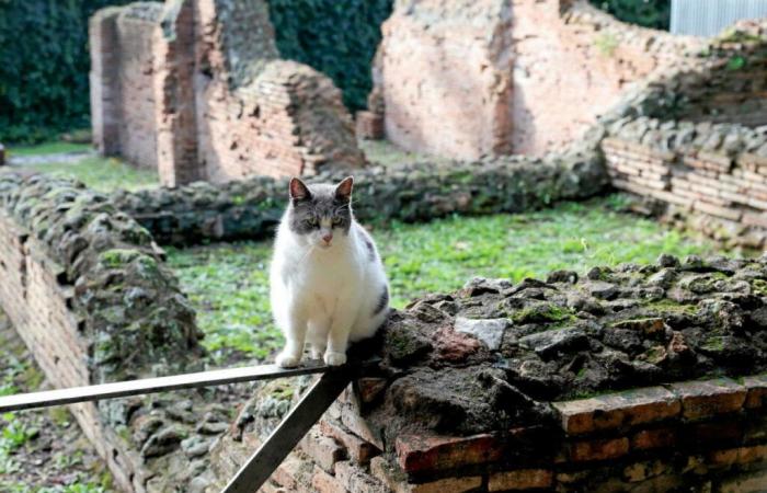 Stiamo andando verso una pandemia di influenza aviaria a causa… dei gatti?