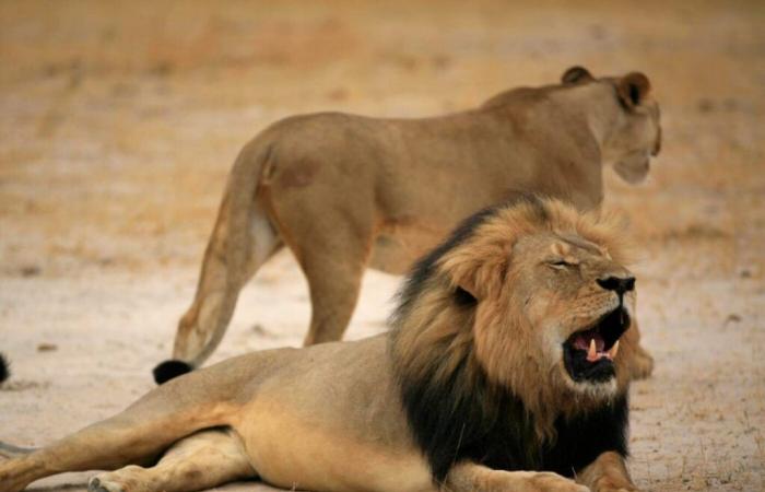 ragazzo vivo dopo 5 giorni in un parco con i leoni