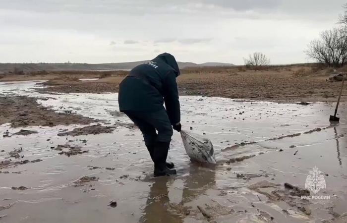 più di 30 cetacei trovati morti dopo la fuoriuscita di petrolio in Russia