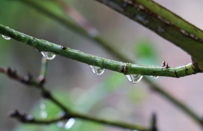 Bollettino meteorologico. Che tempo fa in Alta Francia per questa domenica 5 gennaio 2025?