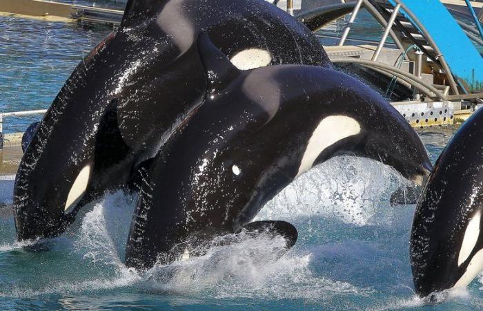 dopo più di 50 anni di esistenza, il Marineland di Antibes ha chiuso le sue porte al pubblico questa domenica