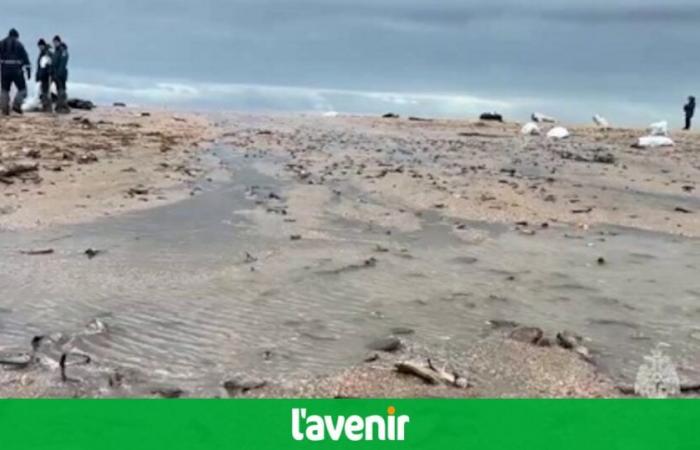 più di 30 cetacei trovati morti nel Mar Nero