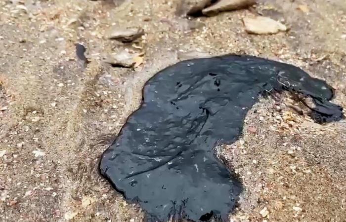 Oltre 30 cetacei trovati morti dopo il naufragio di due petroliere nel Mar Nero – rts.ch