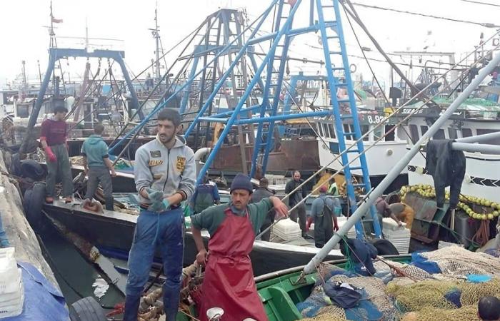 Aumento del 7% degli sbarchi di pesca nel porto di Sidi Ifni