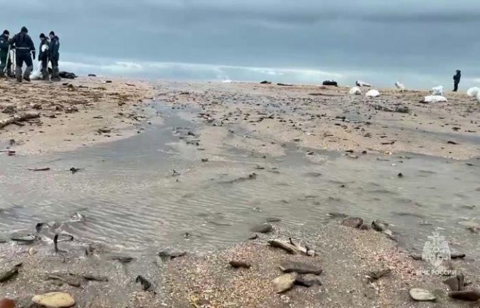 più di 30 cetacei trovati morti nel Mar Nero (ONG)