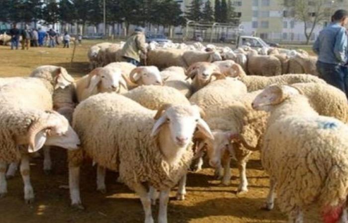 il Marocco annullerà il sacrificio dell’Eid Al Adha per quest’anno?