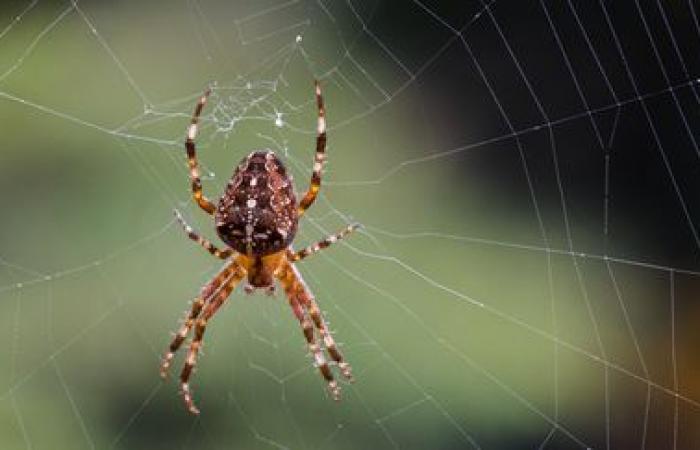 Ragni che prendono il nome dai titoli delle canzoni pop per avvicinare la ricerca scientifica al grande pubblico