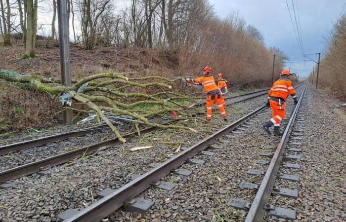 passeggeri di un treno TER bloccati sui binari a causa della caduta di un albero nella Somme