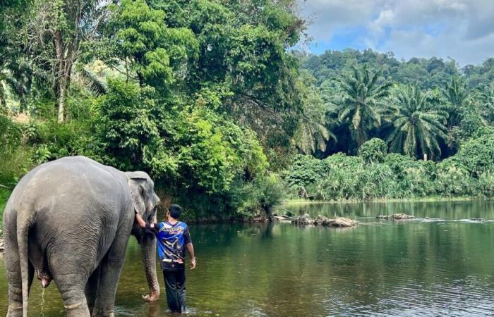 Turista spagnola di 22 anni muore dopo essere stata attaccata da un elefante che stava lavando in Thailandia