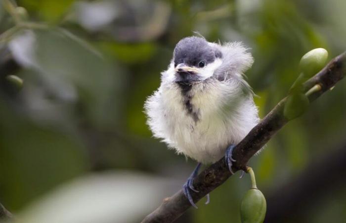 Questo fine settimana Birdlife offre a tutta la Svizzera la possibilità di osservare gli uccelli – rts.ch