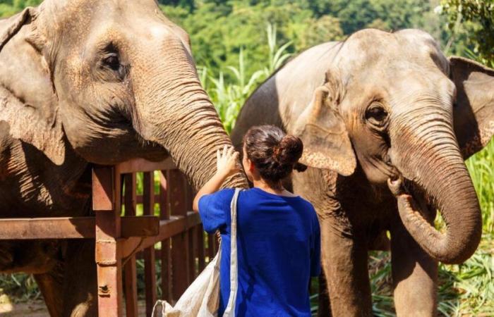 Turista spagnola di 22 anni muore mentre fa il bagno a un elefante