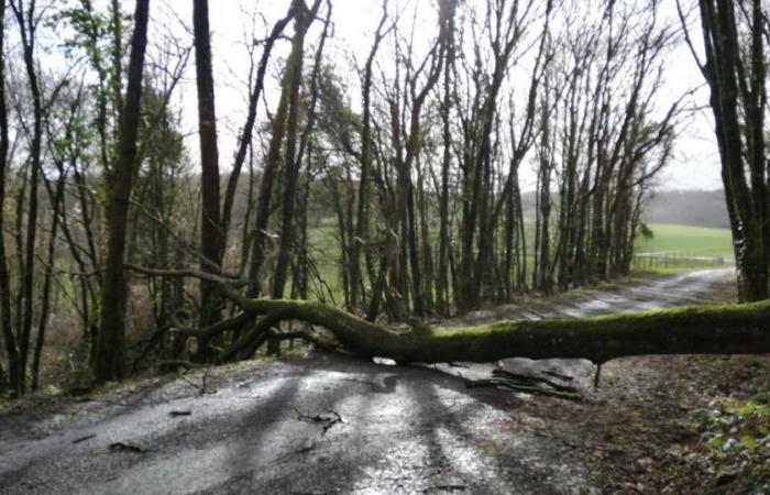 raffiche di vento a 112 km/h, 2.000 case senza elettricità e alberi sulle strade