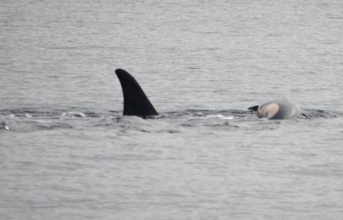 Come Tahlequah, l’orca che rifiuta di abbandonare i suoi piccoli anche da morta, è (ri)diventata un simbolo