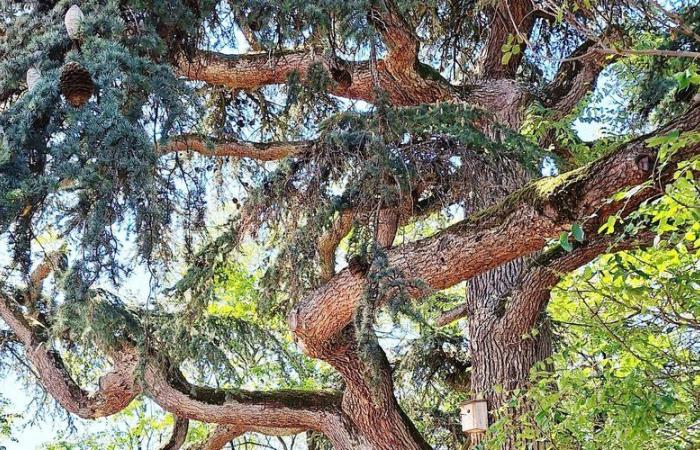 gli alberi notevoli dell’Alta Garonna