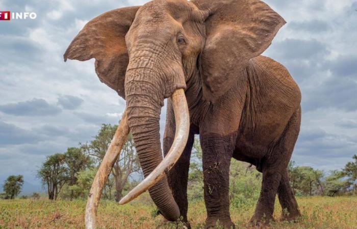 una giovane turista uccisa da un elefante che stava lavando