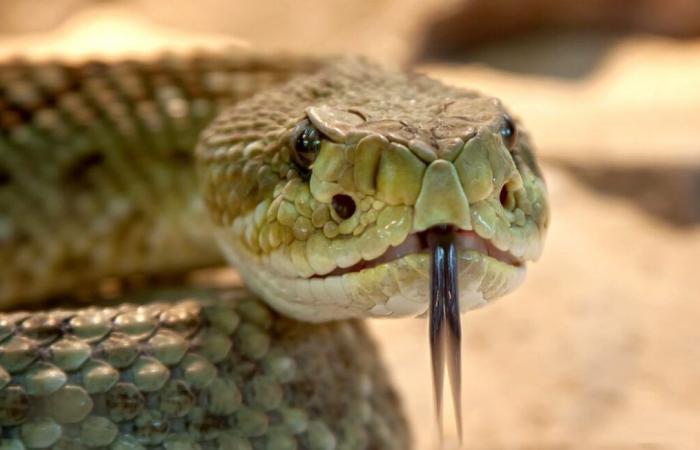 Attaccato in diretta, un influencer sopravvive al morso di un serpente mortale grazie a 88 dosi di antiveleno