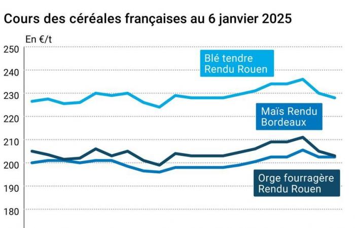 Cereali – Il rimbalzo dell’euro pesa sui prezzi europei di grano e mais