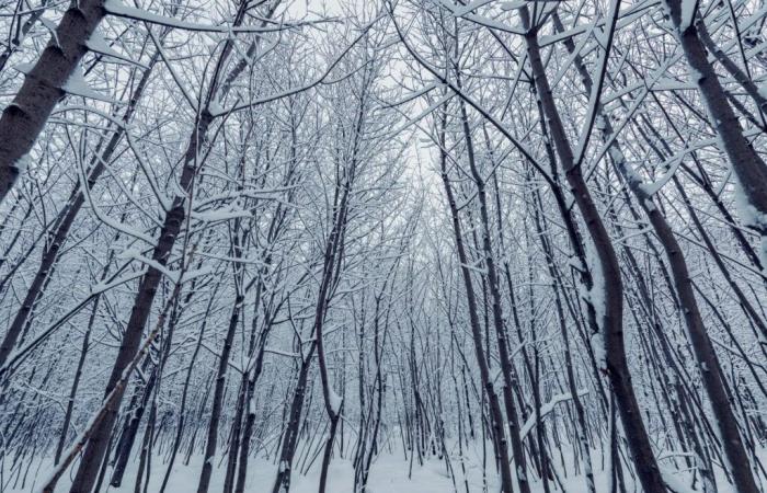 La neve arriva in questi reparti lontani dalle montagne, due scenari possibili